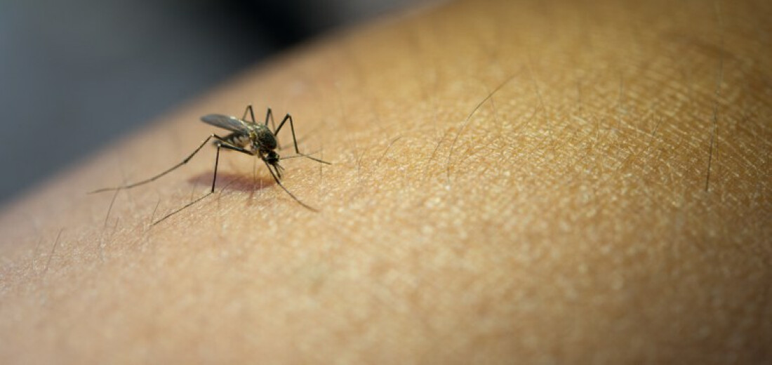 Ferraz de Vasconcelos confirma segunda morte por dengue e região soma 45 óbitos