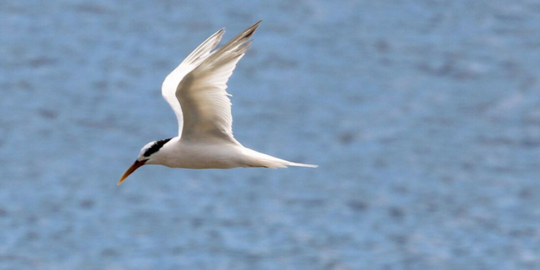 Gripe aviária: Espírito Santo proíbe turistas em ilhas de Vitória